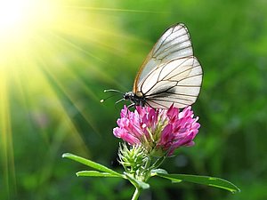 Ein weißer Schmetterling sitzt auf einer lila Kleeblüte, im Hintergrund grünes Gras, von links kommt heller Sonnenschein